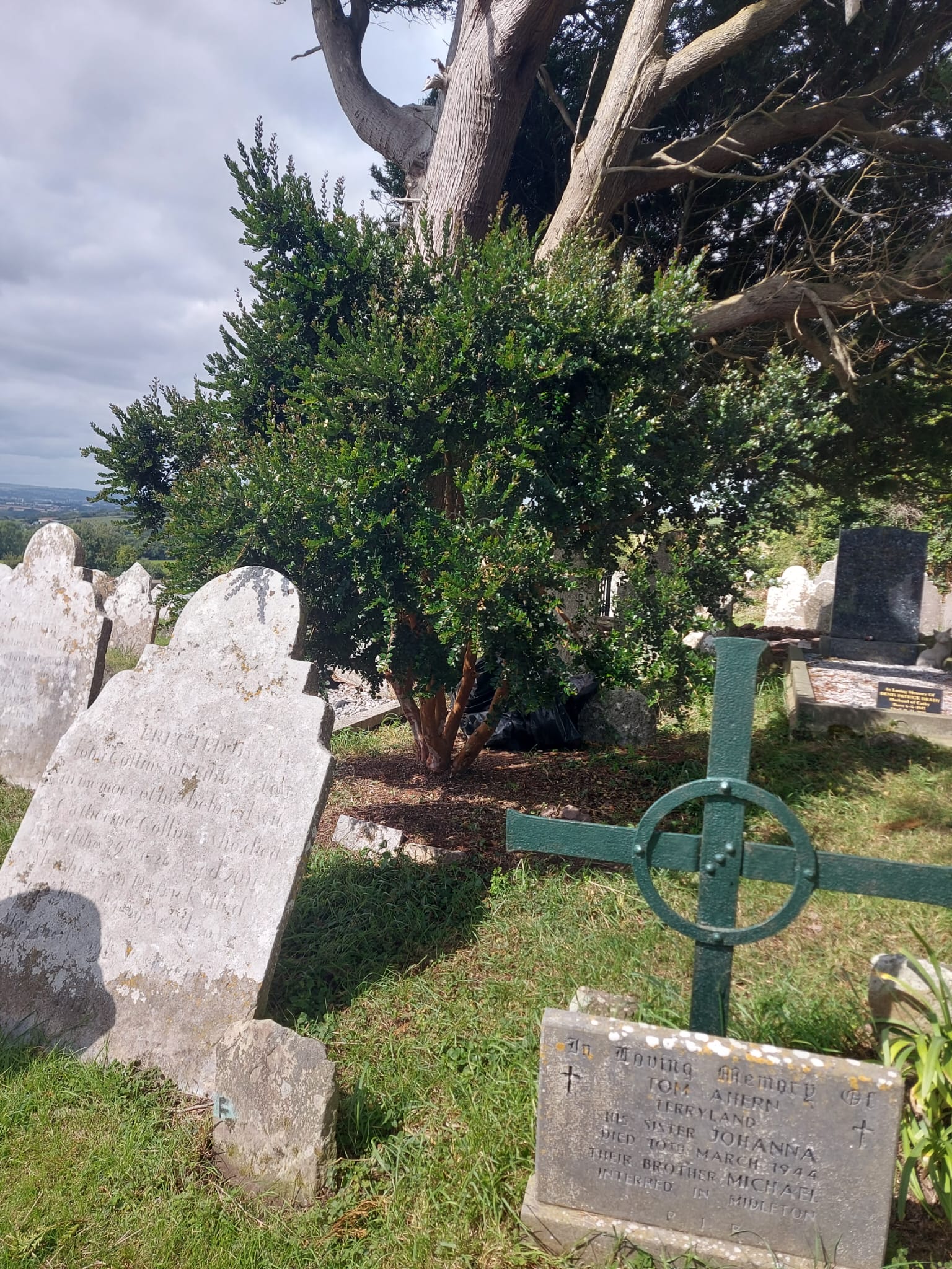 Myrtle tree in Templecurraheen Graveyard